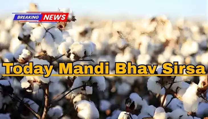 Today Mandi Bhav Sirsa